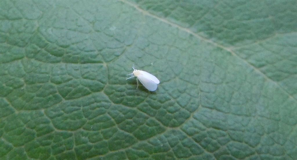 Aleyrodidae? S